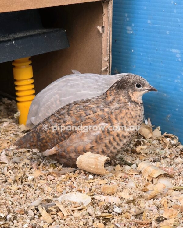 King Quail Fertile Eggs (Dozen) - Image 19