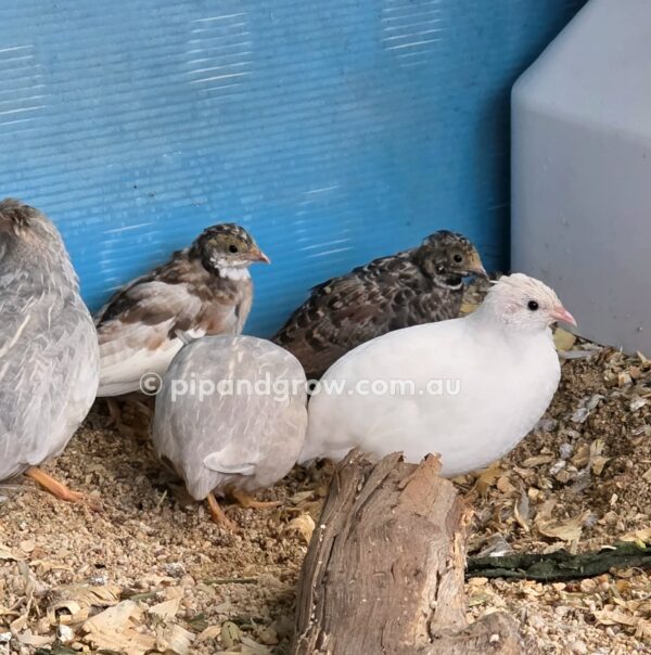King Quail Fertile Eggs (Dozen) - Image 21