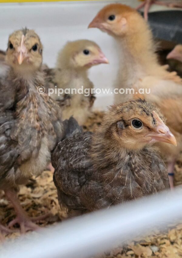 *10/10/2026* SEXED Chicks - Image 15