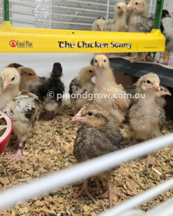 *10/10/2026* SEXED Chicks - Image 12