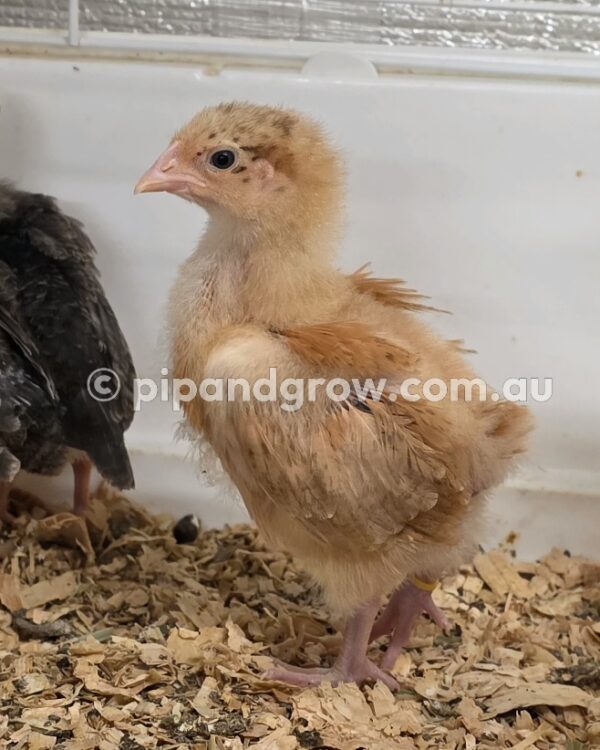 *10/10/2026* SEXED Chicks - Image 13