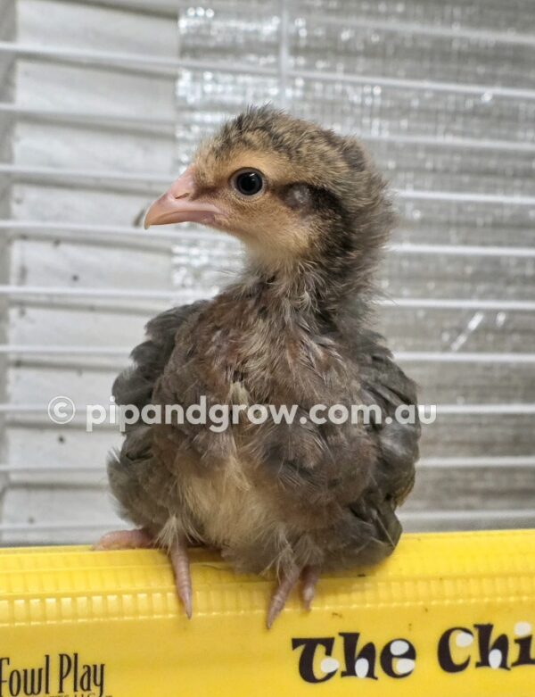 *10/10/2026* SEXED Chicks - Image 18