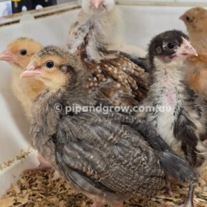 *10/10/2026* SEXED Chicks