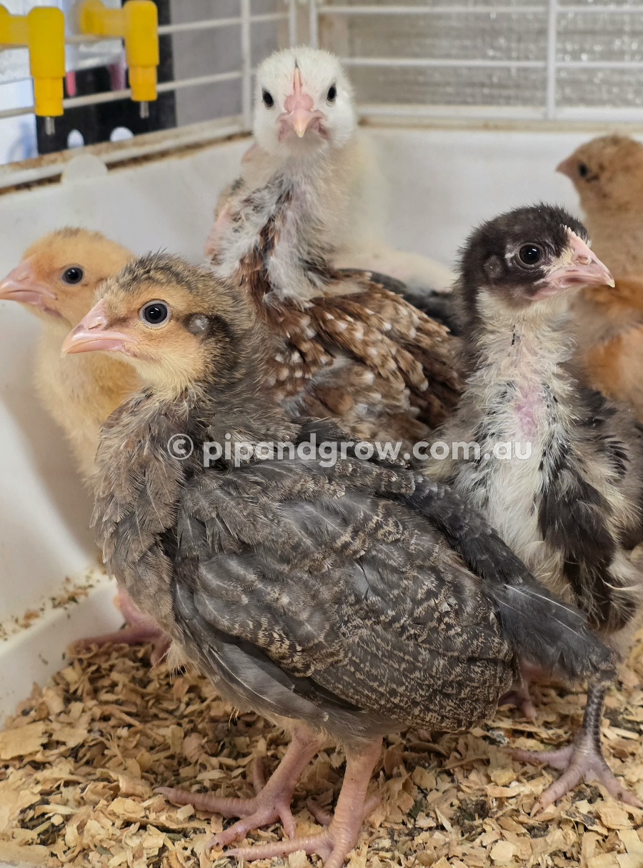 *10/10/2026* SEXED Chicks
