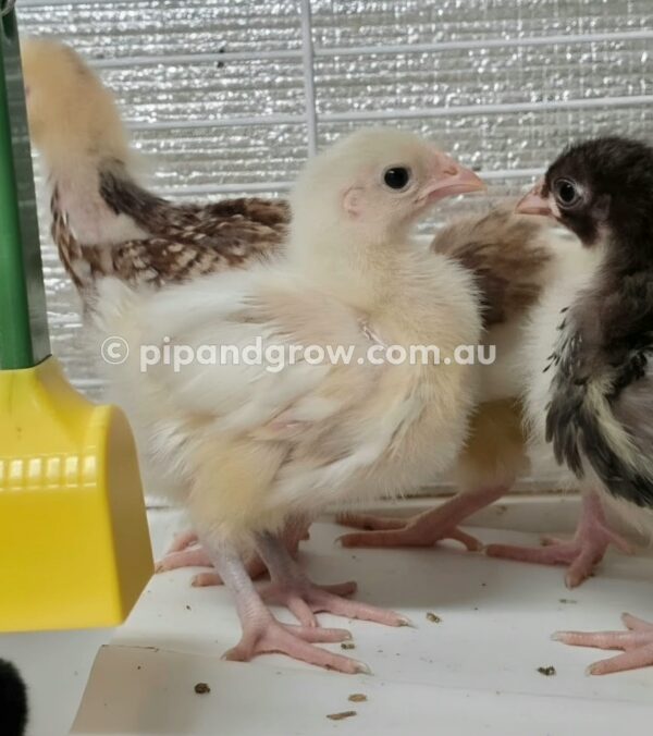 *10/10/2026* SEXED Chicks - Image 10